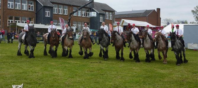 Foire agricole d’Eghezée, show des écuries De Brabander