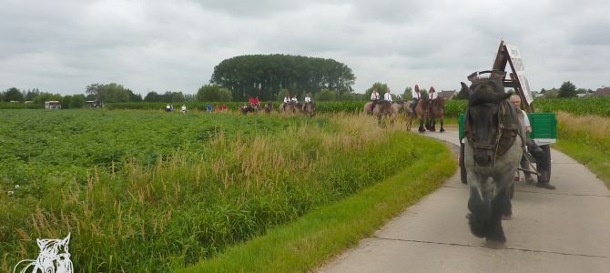 Trekpaardenhappening, promenade du matin