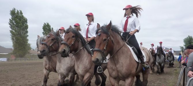 Trekpaardenhappening, de show