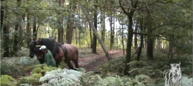 Décrochage d’un arbre pendu (video)