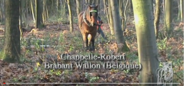 Boomslepen te Chappelle-Robert Boomslepen te Chappelle-Robert