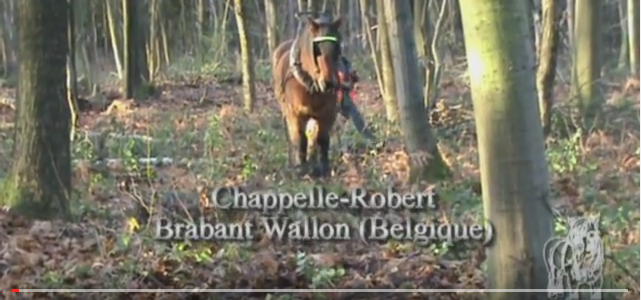 Boomslepen te Chappelle-Robert