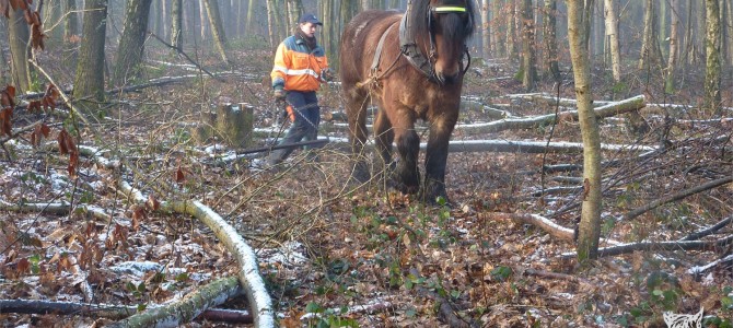 Maart in het bos