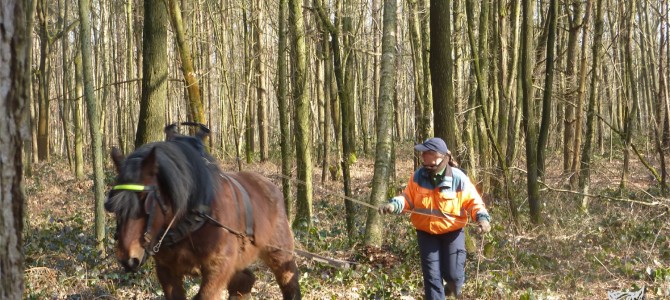 Dag in het bos