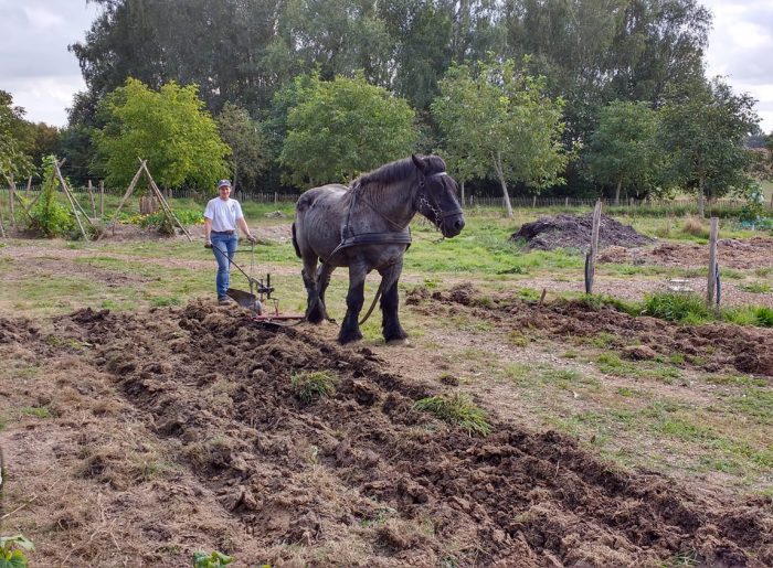 Le cheval de trait en maraîchage: une interface qualité entre l'homme et la  terre 