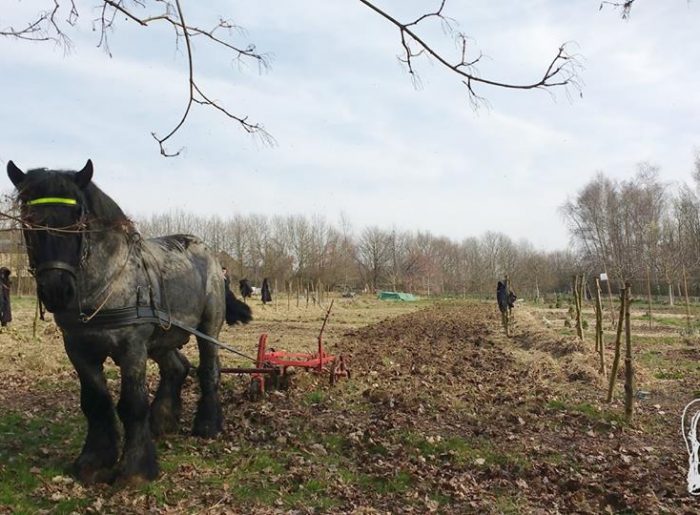 Le cheval de trait en maraîchage: une interface qualité entre l'homme et la  terre 