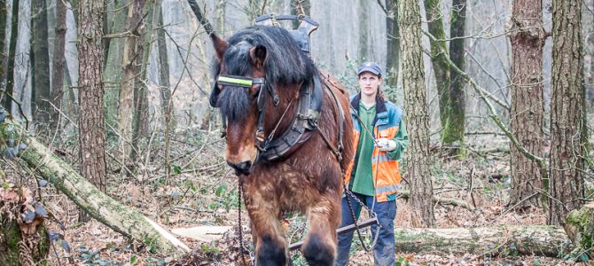 Fotoreportage door Ronny Fierens