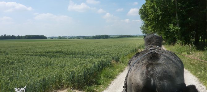 Wandeling met de koets