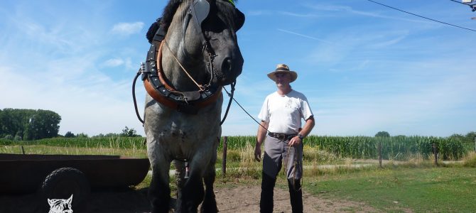 Trekpaardenhappening, ochtendwandeling