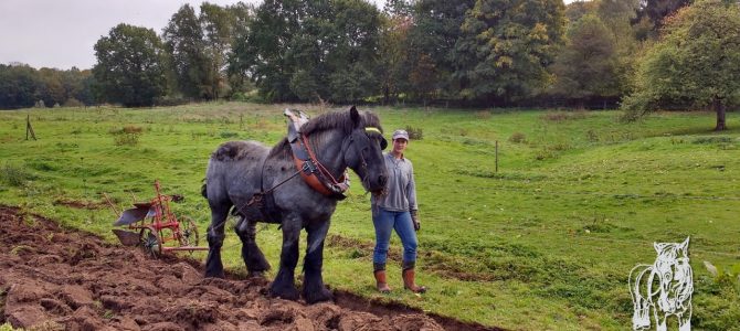 Week-end du cheval en Wallonie