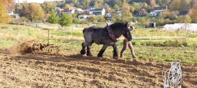 Récolte des pommes de terre