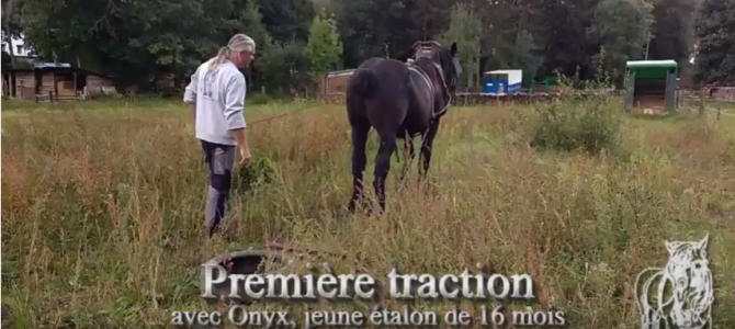 Première « traction » d’un jeune cheval