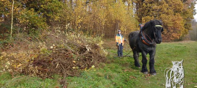 een open milieu met paard beschermen