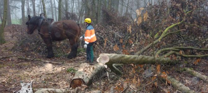 Démontage de tête de chêne