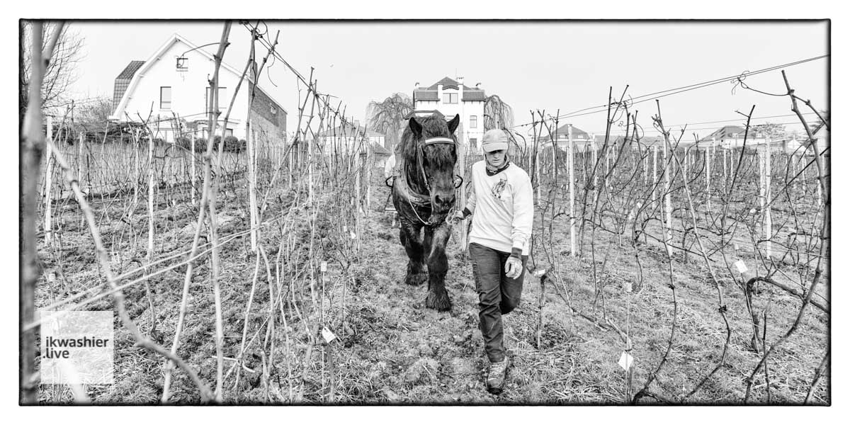 Igor le Trait Belge dans les vignes: vidéo